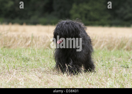 Cane Tibetan Terrier / Tsang Apso adulto in piedi in un prato Foto Stock