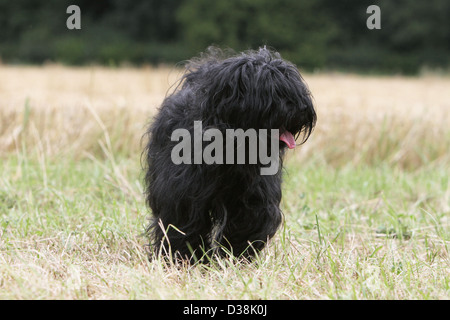 Cane Tibetan Terrier / Tsang Apso adulto in piedi in un prato Foto Stock