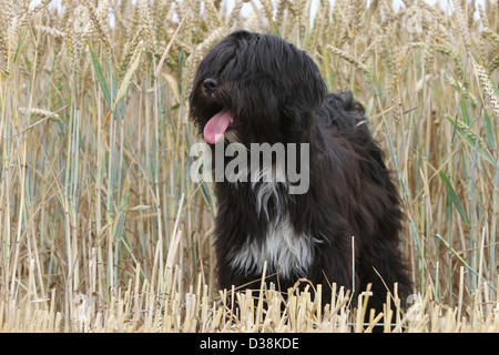 Cane Tibetan Terrier / Tsang Apso adulto in piedi in un campo Foto Stock