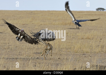 Ghepardo insegue off avvoltoi da un gnu uccidere nelle praterie del Masai Mara in Kenya, Africa Foto Stock