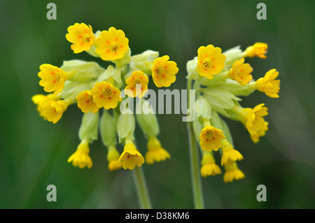 Cowslip (Primula veris) fiori in fiore. Dorset, Regno Unito Maggio 2012 Foto Stock