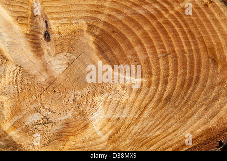 I disegni creati su log tagliato a pezzi in una pila di registro su Wimbledon Common, Londra,UK Foto Stock