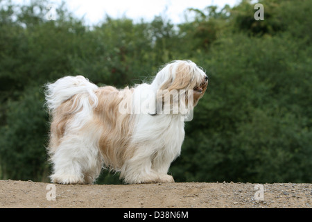 Cane Tibetan Terrier / Tsang Apso adulto Profilo permanente Foto Stock