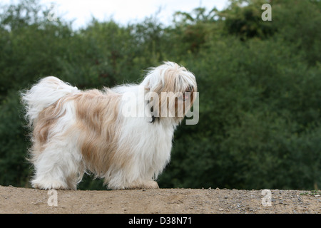 Cane Tibetan Terrier / Tsang Apso adulto Profilo permanente Foto Stock