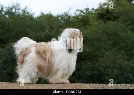 Cane Tibetan Terrier / Tsang Apso adulto Profilo permanente Foto Stock