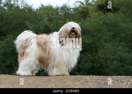 Cane Tibetan Terrier / Tsang Apso adulto Profilo permanente Foto Stock