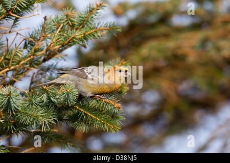 Pine Grosbeak Pinicola enucleator, Collafirth, Shetland, Regno Unito Foto Stock