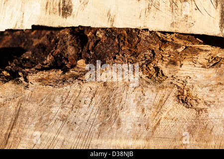 I disegni creati su log tagliato a pezzi in una pila di registro su Wimbledon Common, Londra,UK Foto Stock