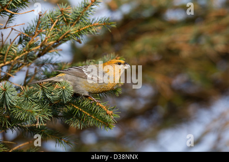 Pine Grosbeak Pinicola enucleator, Collafirth, Shetland, Regno Unito Foto Stock
