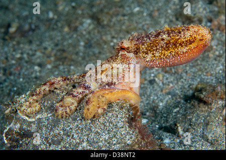 Un veleno Ocellate Octopus nello stretto di Lembeh, Nord Sulawesi. Foto Stock