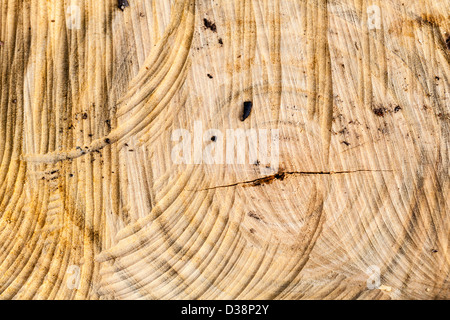 I disegni creati su log tagliato a pezzi in una pila di registro su Wimbledon Common, Londra,UK Foto Stock