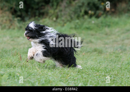 Cane Tibetan Terrier / Tsang Apso adulto in esecuzione in un prato Foto Stock