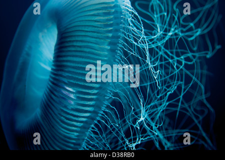 Close up di meduse sott'acqua Foto Stock