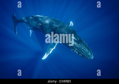 Humpback Whale nuoto sott'acqua Foto Stock