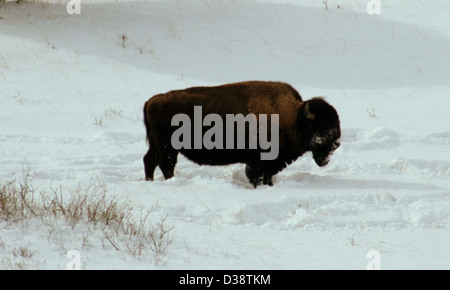 Bison roam through the snowy landscape of Badlands National Park in South Dakota, showcasing the area's unique ecosystem. The park is known for its rugged terrain and diverse wildlife, with bison being a prominent species in the region. Foto Stock
