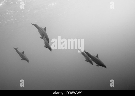 Gruppo di delfini tursiopi, Tursiops truncatus, isola rocciosa, Mar Rosso, Egitto Foto Stock