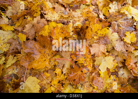 Caduto foglie di acero in autunno Foto Stock