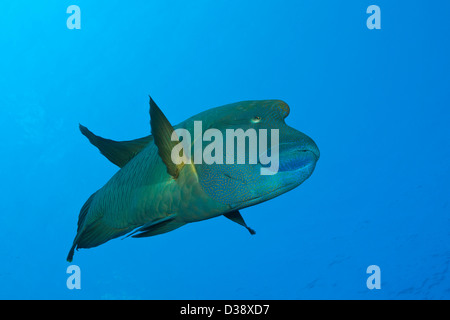 Napoleone Humpback Wrasse, Cheilinus undulatus, St. Johns, Mar Rosso, Egitto Foto Stock