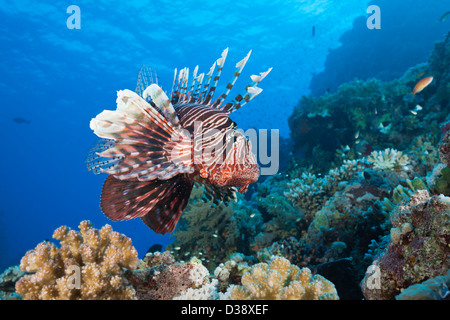 Leone sulla barriera corallina, Pterois miles, Shaab Maksur, Mar Rosso, Egitto Foto Stock