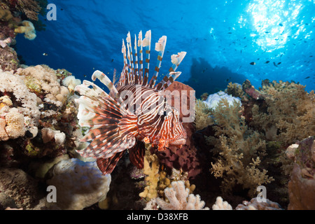 Leone sulla barriera corallina, Pterois miles, Shaab Maksur, Mar Rosso, Egitto Foto Stock