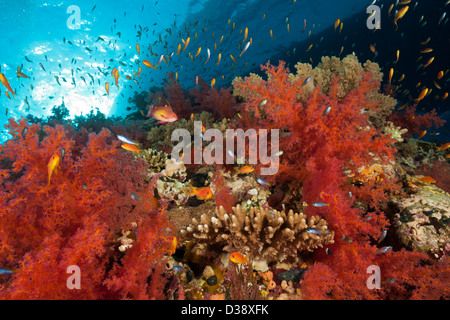 Red coralli molli, Dendronephthya sp., Shaab Maksur, Mar Rosso, Egitto Foto Stock