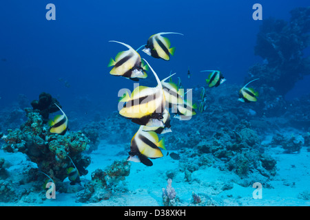 Fondale del Mar Rosso, Bannerfish Heniochus intermedius, Shaab Claudio, Mar Rosso, Egitto Foto Stock