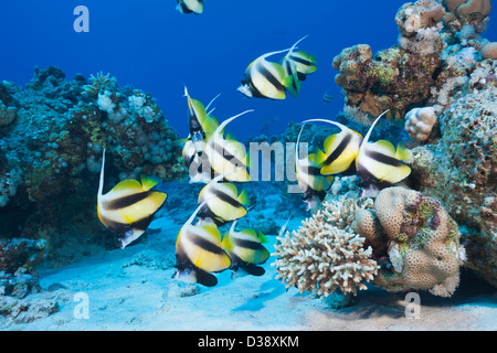 Fondale del Mar Rosso, Bannerfish Heniochus intermedius, Shaab Claudio, Mar Rosso, Egitto Foto Stock