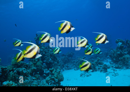 Fondale del Mar Rosso, Bannerfish Heniochus intermedius, Shaab Claudio, Mar Rosso, Egitto Foto Stock