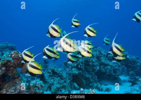 Fondale del Mar Rosso, Bannerfish Heniochus intermedius, Shaab Claudio, Mar Rosso, Egitto Foto Stock