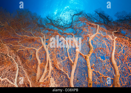 Seafan gigante, Melithaea sp., Elphinstone, Mar Rosso, Egitto Foto Stock