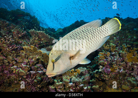 I capretti Napoleone Humpback Wrasse, Cheilinus undulatus, Elphinstone, Mar Rosso, Egitto Foto Stock