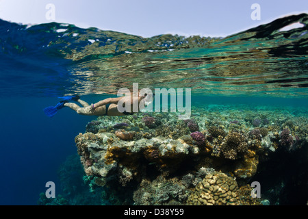 Immersioni in Mar Rosso, Zabargad, Mar Rosso, Egitto Foto Stock