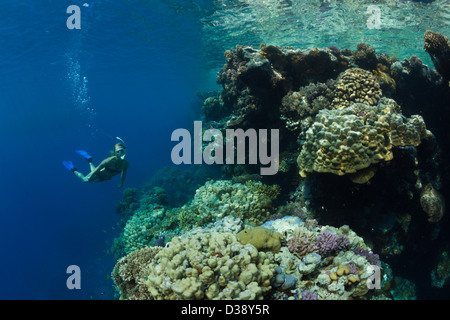 Immersioni in Mar Rosso, Zabargad, Mar Rosso, Egitto Foto Stock