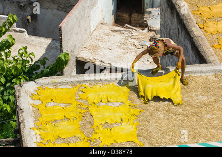 Lavoratore posa tinta giallo cuoio delle pelli in conceria Chouara, Fes, Marocco Foto Stock