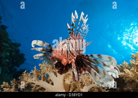 Leone sulla barriera corallina, Pterois miles, Elphinstone, Mar Rosso, Egitto Foto Stock