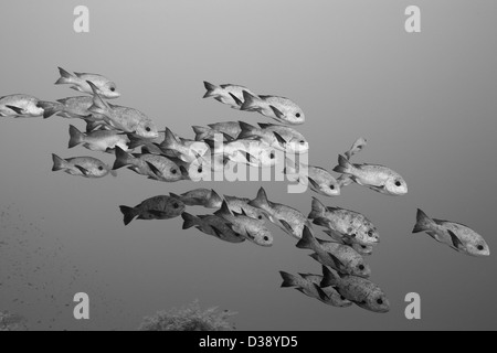 Secca di Black Snapper, Macolor niger, St. Johns, Mar Rosso, Egitto Foto Stock