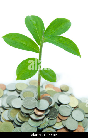 Albero che cresce dalla pila di monete. Foto Stock
