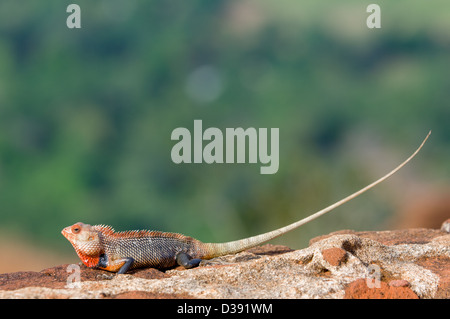 Vivacemente colorato Oriental Garden Lizard noto anche come modificabile Lizard (Calotes versicolor), Sigiriya (Lion Rock), Sri Lanka Foto Stock