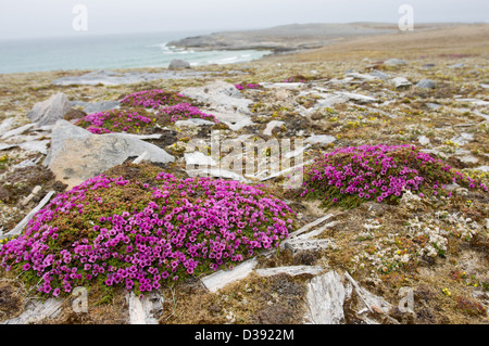 Sassifraga viola (Saxifraga oppositifolia) fioritura tra resti di legno, Valrossbukta, Isola di Bear (Bjørnøya), arcipelago delle Svalbard, Norvegia Foto Stock