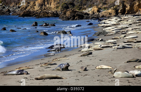 Il gruppo di leoni di mare è in spiaggia in California, Monterey. Stati Uniti d'America Foto Stock