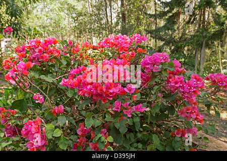 Cluster di rosso brillante delle brattee del bambino Bougainvillea 'Bokay' nei dintorni di minuscoli fiori bianchi e con fogliame verde scuro Foto Stock