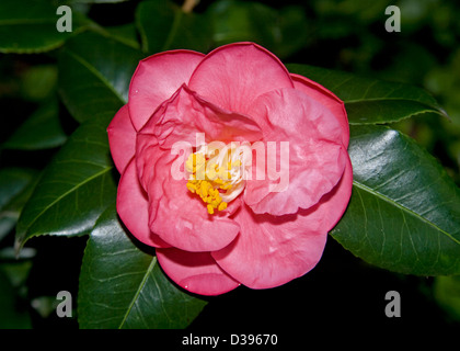 Rosa chiaro / rosso fiore di Camellia japonica - una pianticella senza nome - contro uno sfondo di foglie di colore verde scuro Foto Stock