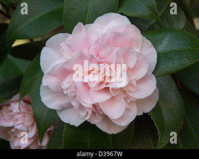 Bella doppia rosa pallido fiore di Camellia japonica "Domani l'alba' sullo sfondo del fogliame verde scuro Foto Stock