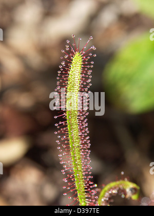 Close up dello stelo delle piante carnivore - Drosera capensis - con righe di sabbia scintillante di blob appiccicoso per intrappolare insetti Foto Stock