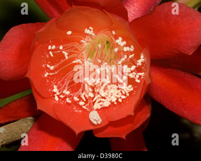 Close up di colore rosso brillante fiore di Epiphyllum cactus - 'Pop's fiamma' - NATALE / orchid cactus Foto Stock