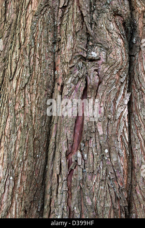 Bald cipresso, primo piano della corteccia 'Taxodium distichum'. Foto Stock