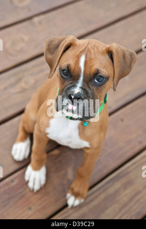 Fawn boxer cucciolo seduta sul ponte con una triste faccia stropicciata. Foto Stock