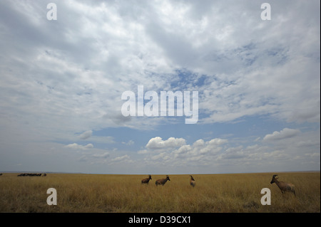 Topi (Damaliscus korrigum) antilopi nella paesaggistica praterie del Masai Mara, Kenya Foto Stock