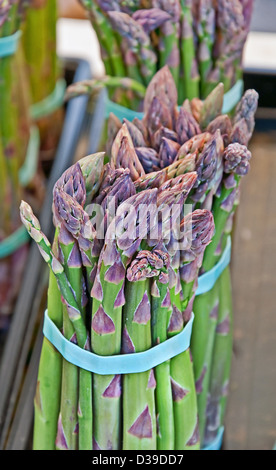 Asparagi freschi steli eretti, legate in fasci con bande di gomma in un formato verticale. Alimentare e agricolo di immagine. Foto Stock