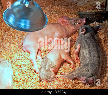 Questa farm stock immagine ha tre piccoli porcellini dorme sotto una lampada di calore in alcuni freschi pulire trucioli. Foto Stock